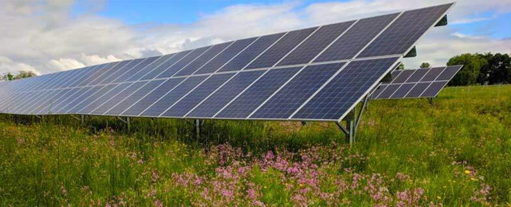 solar panels in field with flowers and grass.