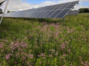 solar panels in field with wildflowers