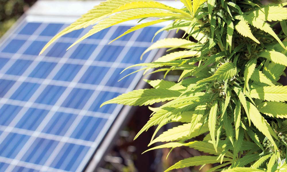 Solar-powered cannabis cultivation