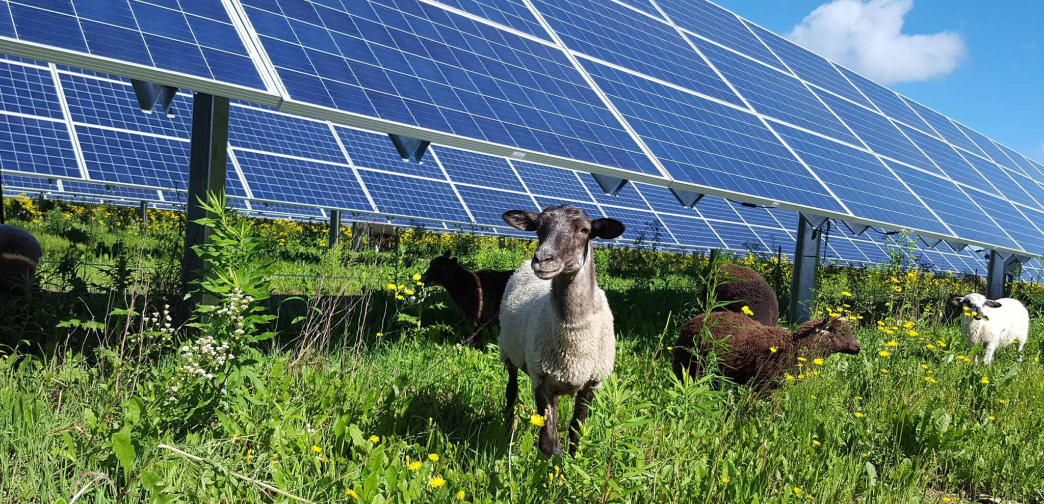 Solar for Energy, Habitat for Life: How Photovoltaic Plants Enhance Biodiversity