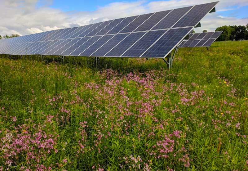 Solar panel array in wildflower field